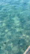 diana_polin Altpins Profile Picture