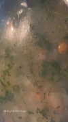 sydney_melman Altpins Profile Picture