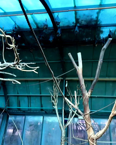 romy_ayalla_lavi romy_ayalla_lavi archive video