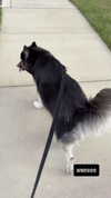 magg0tfleshh Altpins Profile Picture