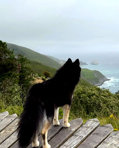 carolinezalog carolinezalog archive video