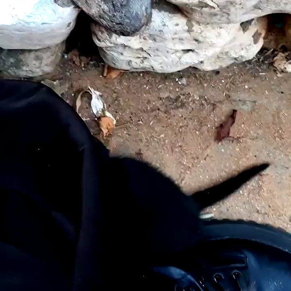 evilqueenlina archive video preview