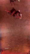 diana_tal_ Altpins Profile Picture