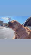 netabar Altpins Profile Picture