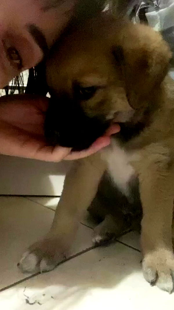 dustheadd archive video preview