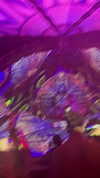 calyen Altpins Profile Picture