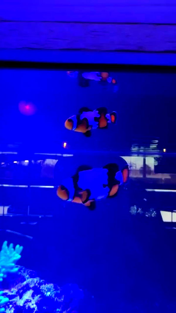 kyla.doddsss archive video preview
