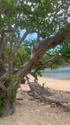 anneliese.mitchell1 Altpins Profile Picture