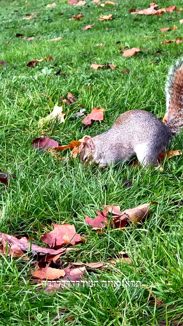 itsilanosh archive video preview