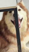 akariiiiiiiu Altpins Profile Picture