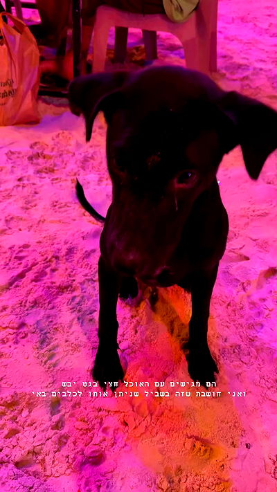 kesemgreenyer kesemgreenyer archive video