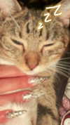 cellow111 Altpins Profile Picture