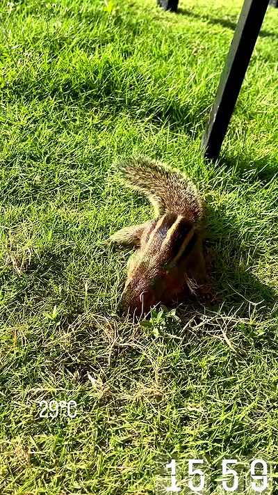 stepanovaofficial stepanovaofficial archive video