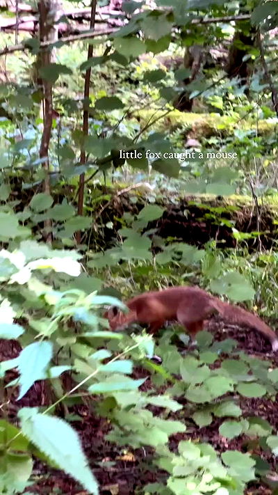 carolinezalog carolinezalog archive video