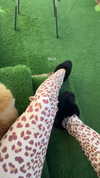diana_tal_ Altpins Profile Picture