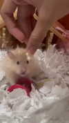 claudiagarmaa Altpins Profile Picture