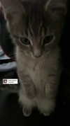 nylthria Altpins Profile Picture