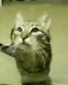 peachyfizzing Altpins Profile Picture
