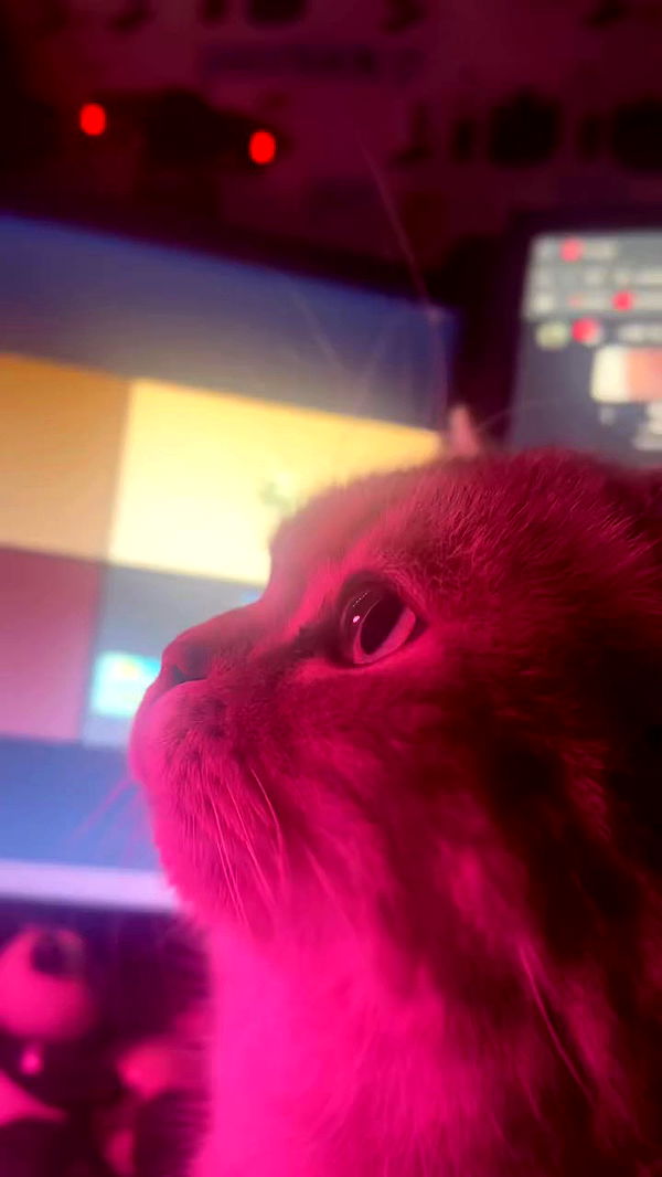 natahalieeee archive video preview