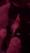 sydney_melman Altpins Profile Picture
