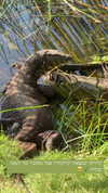 noam_alon1 Altpins Profile Picture