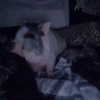novahnovielli Altpins Profile Picture