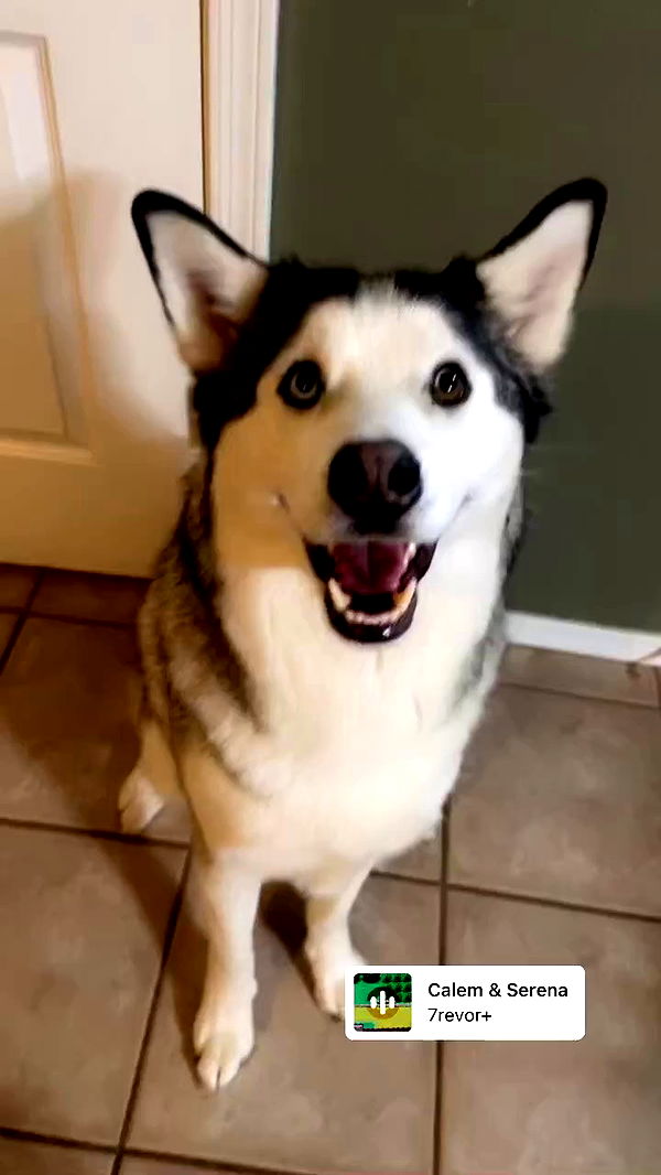 _animechika_ archive video preview