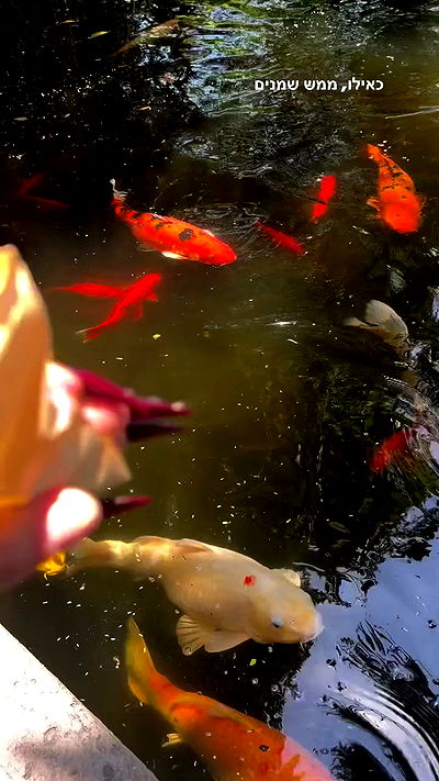 biton__adi biton__adi archive video