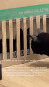 candy_balll Altpins Profile Picture