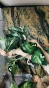 ambermarieexoxo Altpins Profile Picture