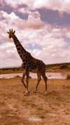 lizakovalenkoo Altpins Profile Picture