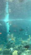 shelly_roberin Altpins Profile Picture