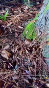 sarah.anne.dipity Altpins Profile Picture