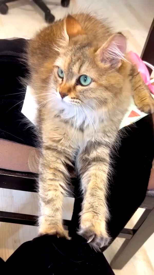 hellokittyangel666 archive video preview