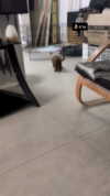 agam._.harel Altpins Profile Picture