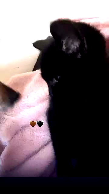 aekamee archive video preview