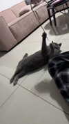 romxcohen Altpins Profile Picture