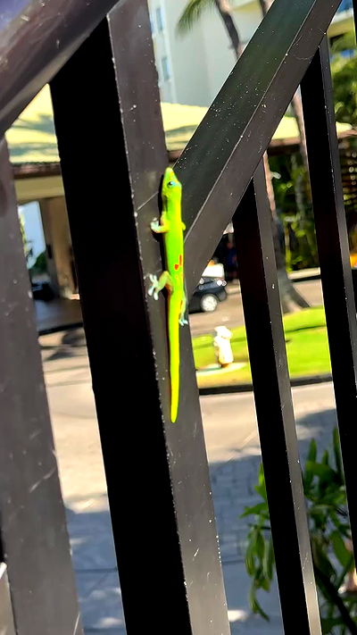 vamppyrbaby vamppyrbaby archive video