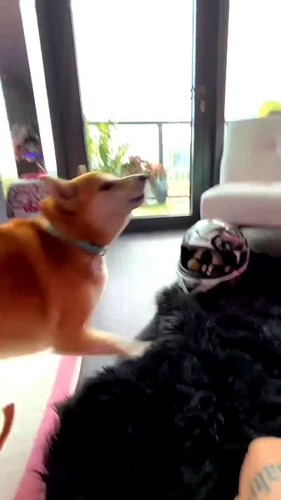 zommmbri zommmbri archive video