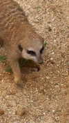 aleximarianna Altpins Profile Picture