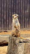 aleximarianna Altpins Profile Picture