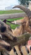 aleximarianna Altpins Profile Picture
