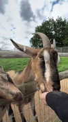 aleximarianna Altpins Profile Picture