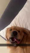 alliebear Altpins Profile Picture