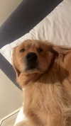 alliebear Altpins Profile Picture