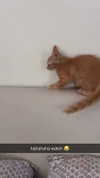 alliebear Altpins Profile Picture