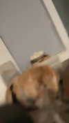 alliebear Altpins Profile Picture