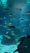 shelly_roberin Altpins Profile Picture