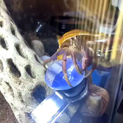 dakotabell05 dakotabell05 archive video