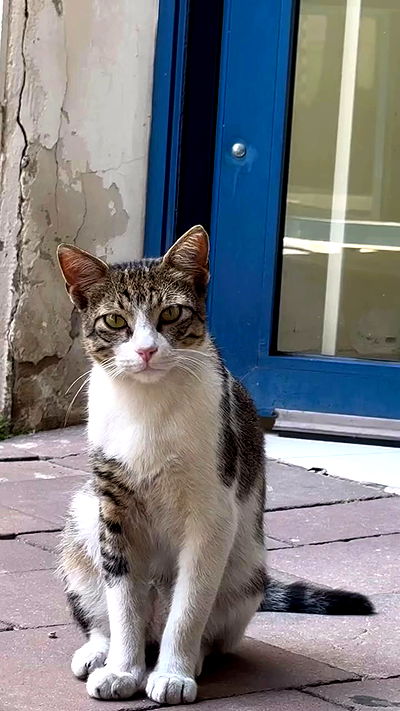 romy_ayalla_lavi romy_ayalla_lavi archive video